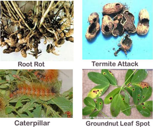 Groundnut-disease