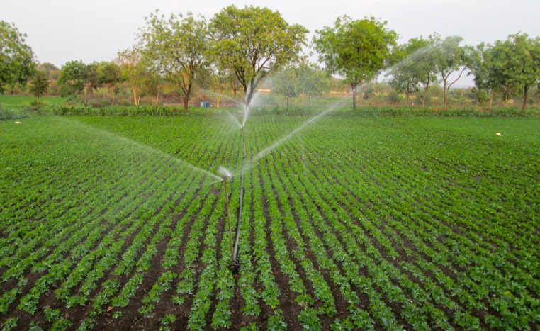 groundnut-irrigation