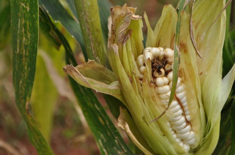 Maize-disease