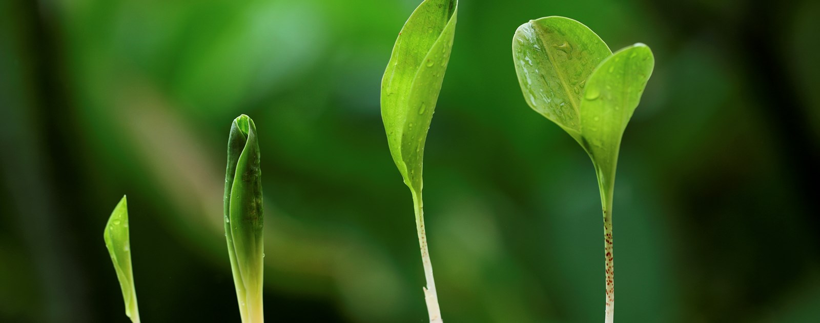 Seedlings