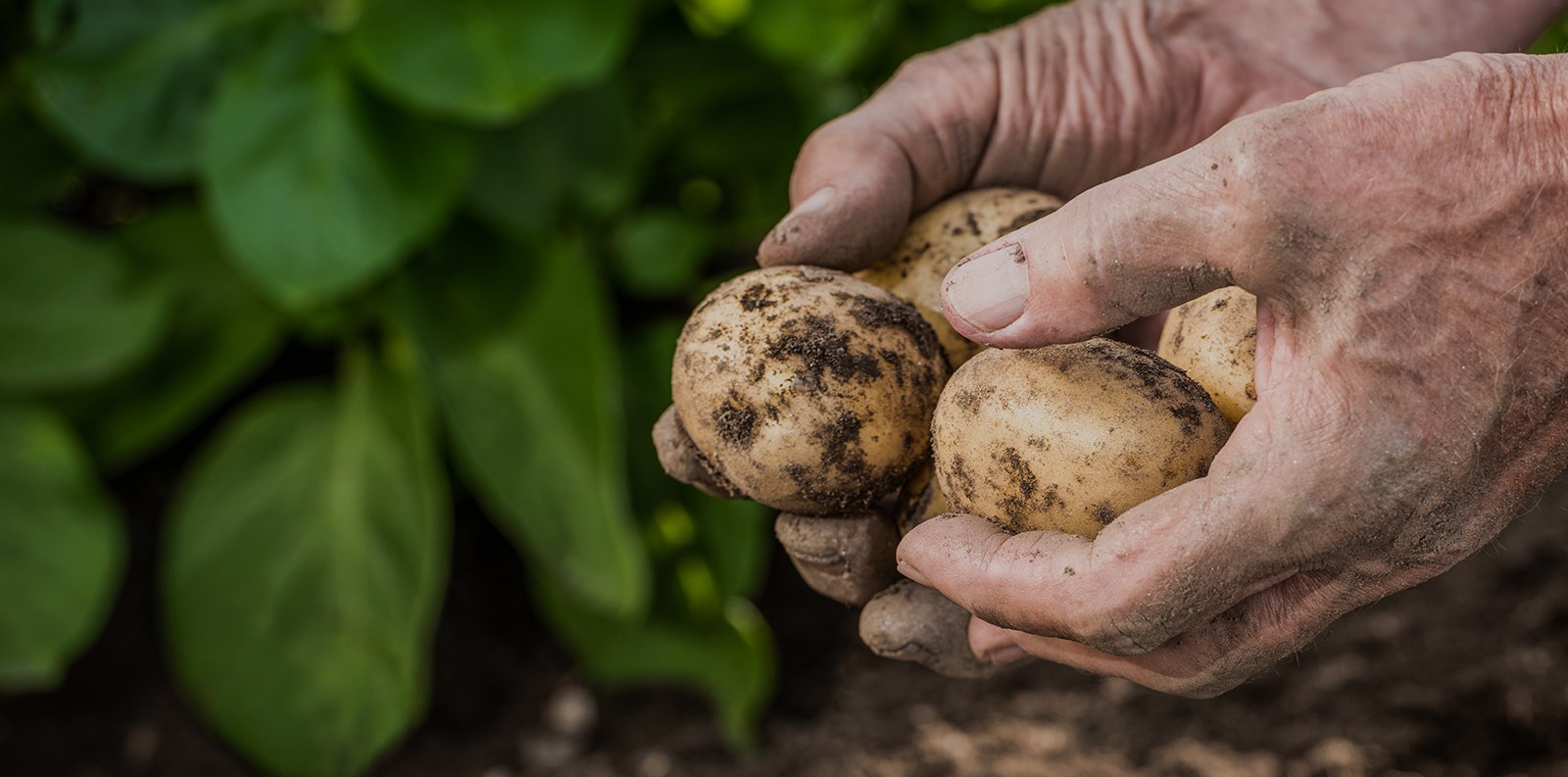 potato-in-farmer-hand