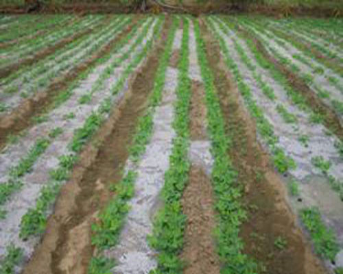 groundnut-field-img2