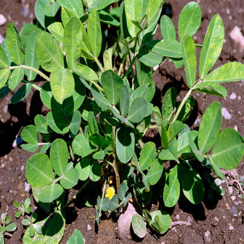 groundnut-plant