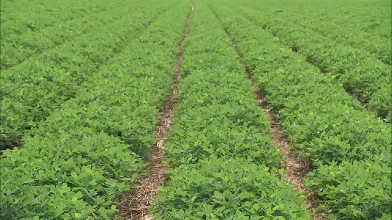 groundnut-harvesting