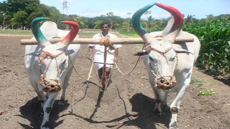 Maize-field-preparation-img