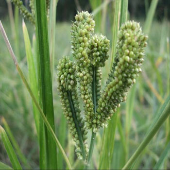 ragi-plant