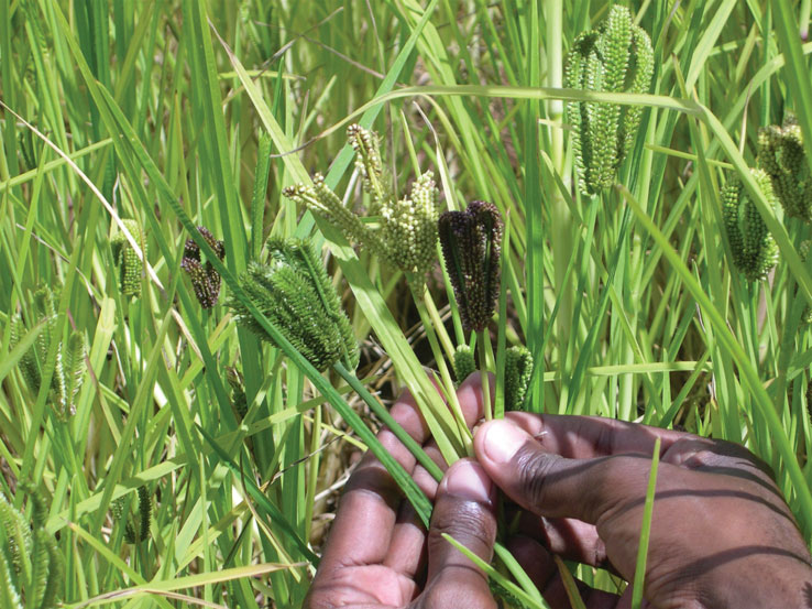 ragi-harvesting