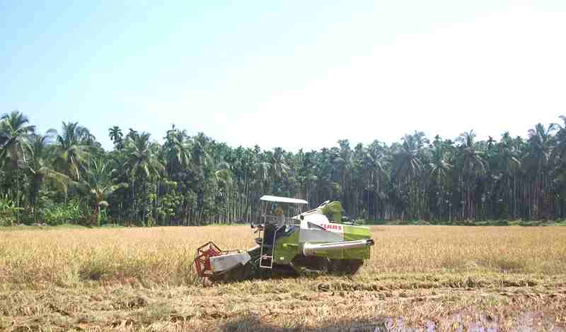 rice-harvesting