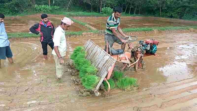 rice-cultivationimg