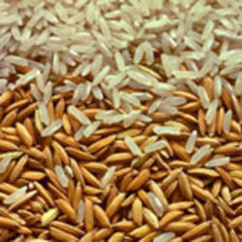 rice-product