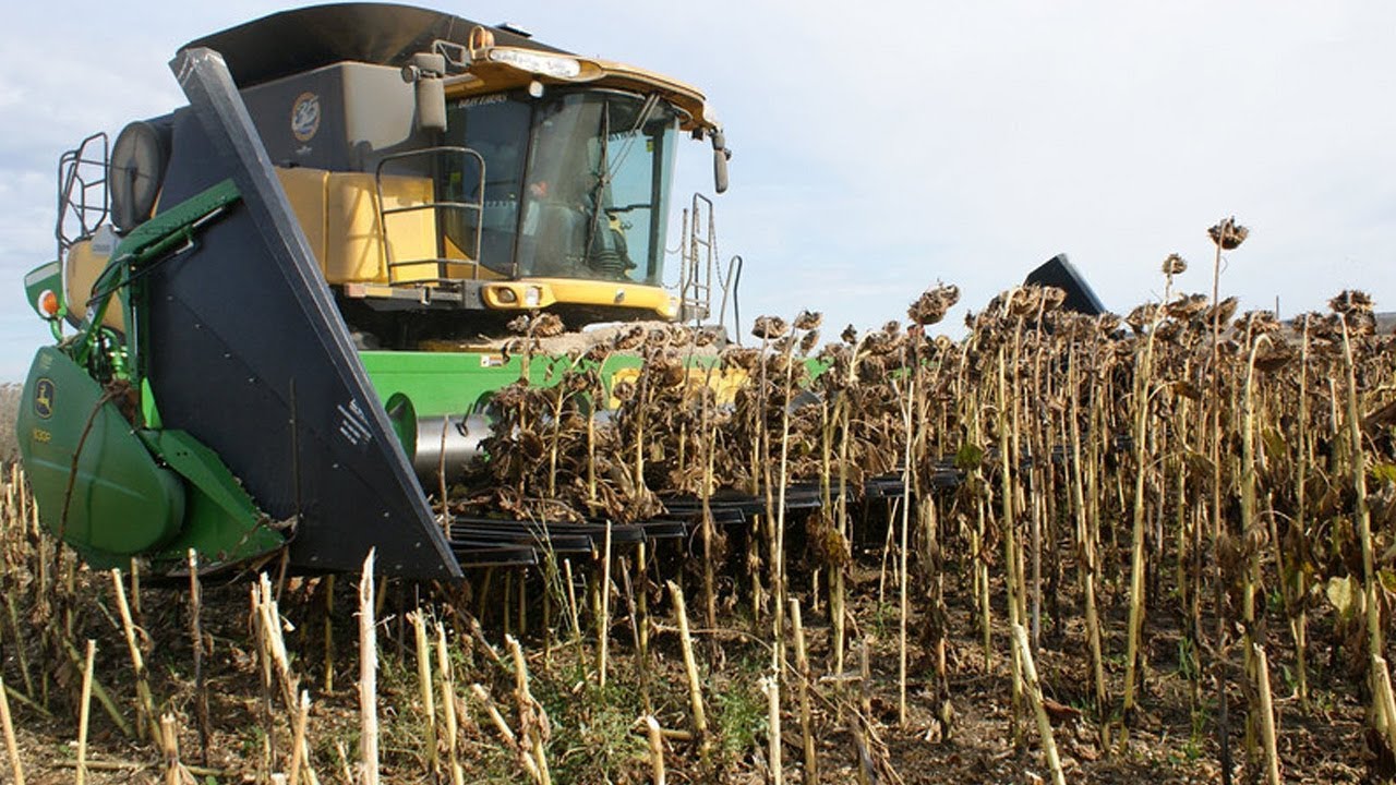 sunflower-harvesting