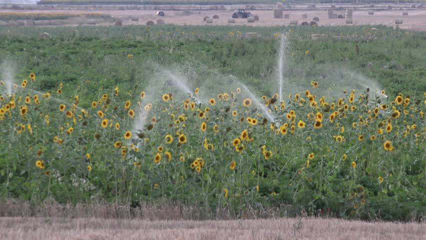 sunflower-irrigation