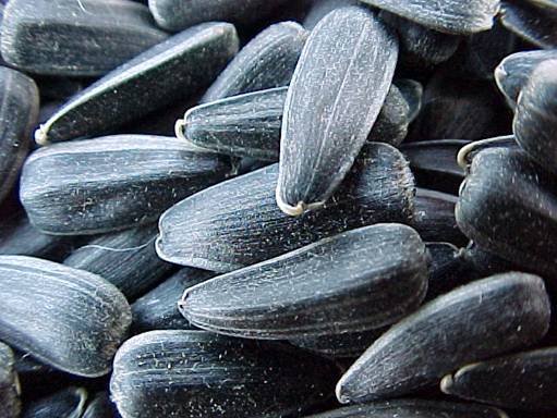 sunflower-seeds