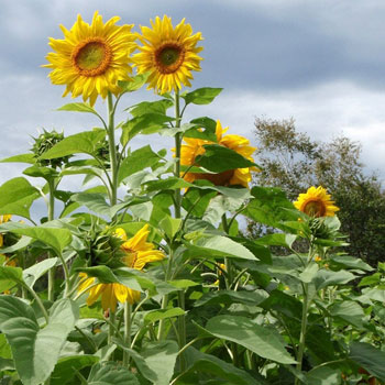 sunflower-plant