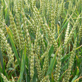 wheat-plant-img