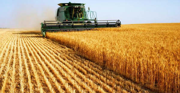 wheat-harvesting