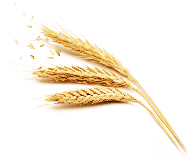 wheatgrain